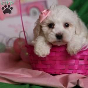 Gracie, Bichon Frise Puppy